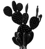 Black Cactus